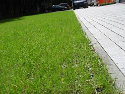 Befahrbare EcoGreen= EcoRaster und Rasen sind wertvolle  urbane Stadtgestaltungselemente